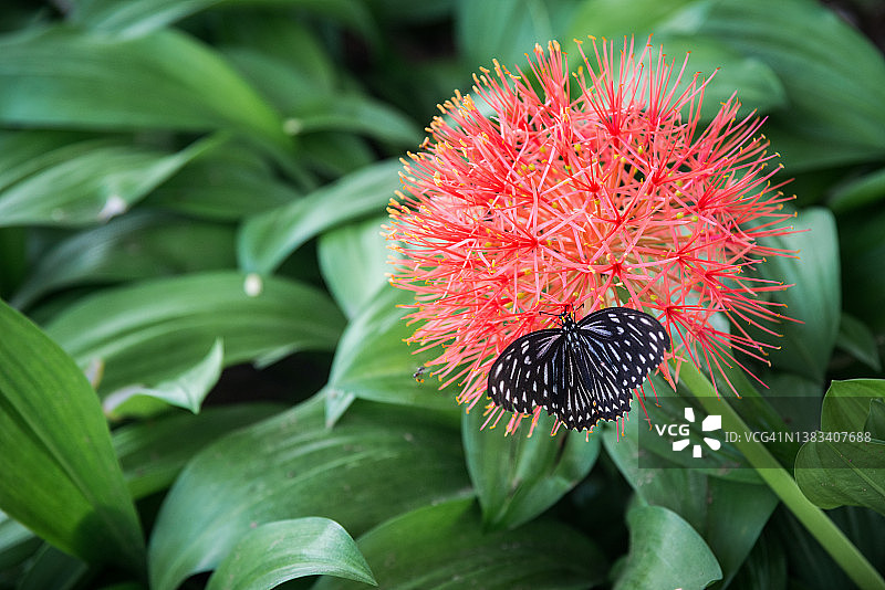 红花上的黑蝴蝶，泰国，东南亚图片素材