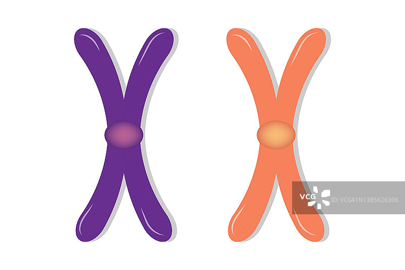 染色体载体的结构。生物研究图片素材
