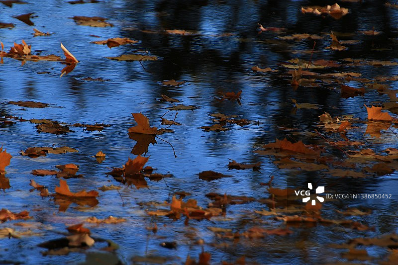 十月秋，枫叶浮在水面图片素材