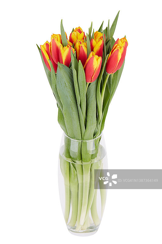 花瓶里的郁金香花束，孤立在白色背景上图片素材