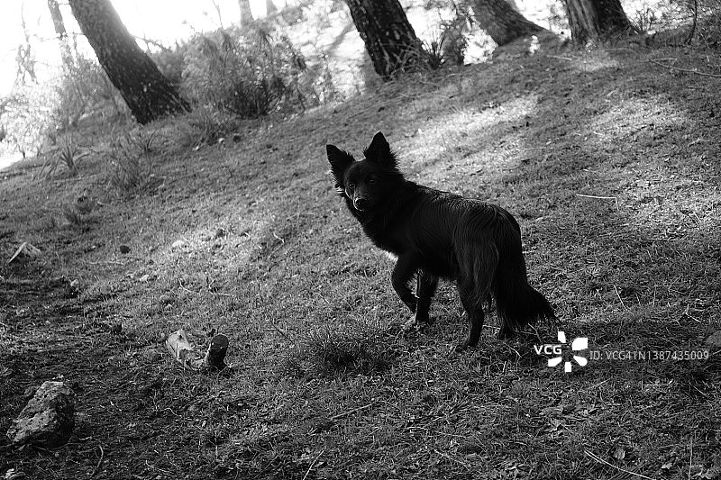 和我的狗在松树林中散步图片素材