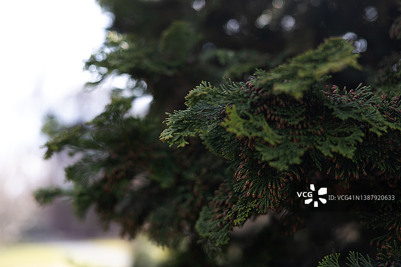 花园中美丽的常绿日本桧柏的枝条图片素材