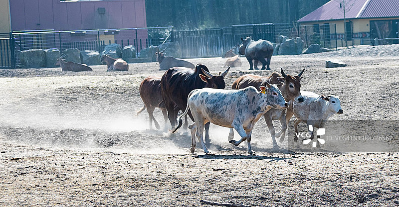 在一个叫做beekse bergen的野生动物园里，不同类型和颜色的瓦图西牛在平原上奔跑图片素材