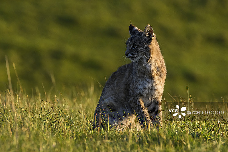 山猫(Lynx鲁弗斯)图片素材