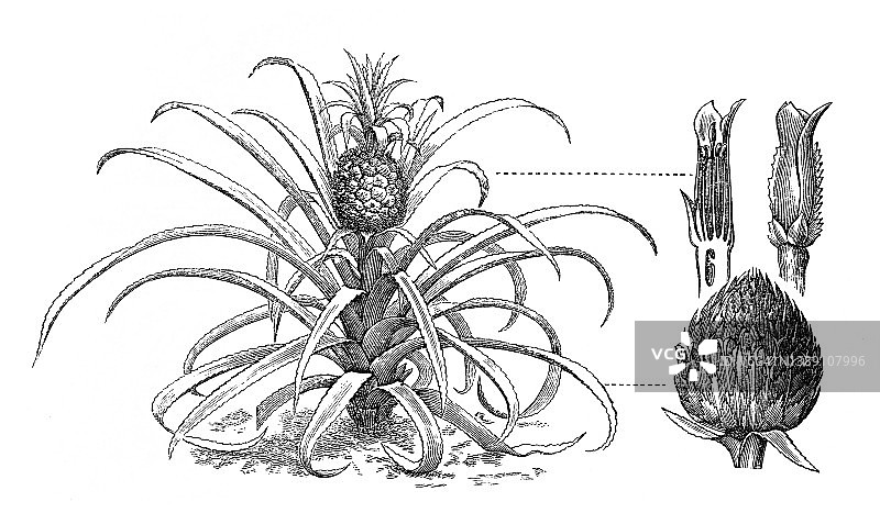古老的菠萝雕刻插图(Ananassa Sativa)图片素材