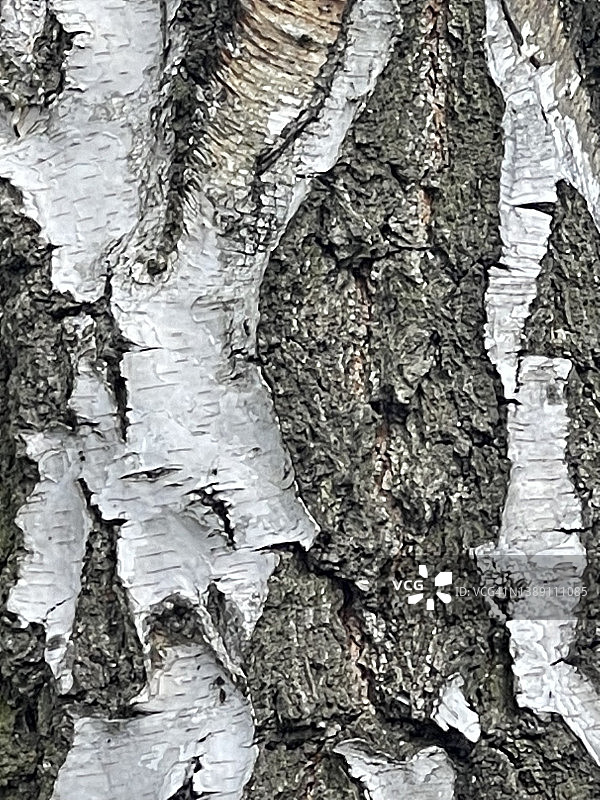 硬的白色木耳在树干的树皮上图片素材