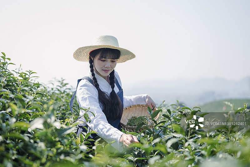 亚洲年轻女子在茶园采摘“信阳毛尖”茶，体验户外健康可持续的生活方式图片素材
