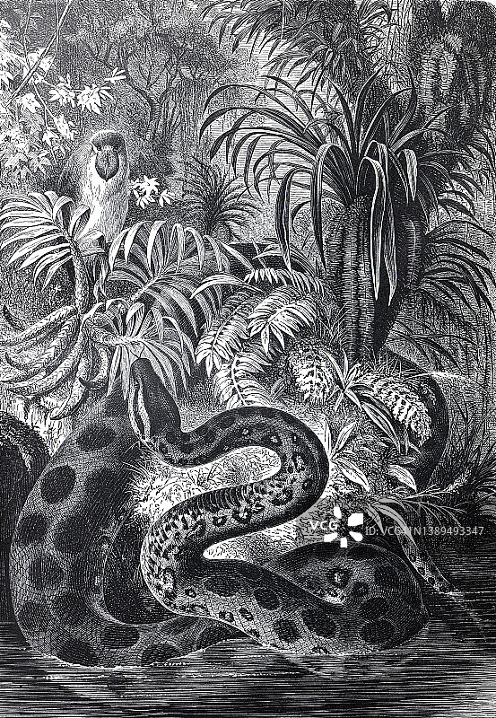 古董毒蛇收藏。与水蟒或(Eunectes murinus)野生动物热带丛林设置的野生动物插图。手绘雕刻插图。
蟒蛇的复古丛林海报。图片素材