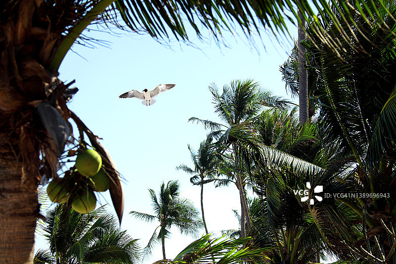 阳光明媚的热带岛屿的清新图片素材