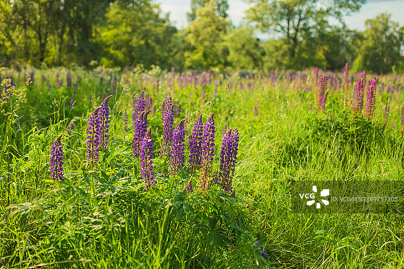 美丽的夏日自然背景。春天的花生长在草地上。紫色的狼。春天多汁的草。草地上的花。图片素材