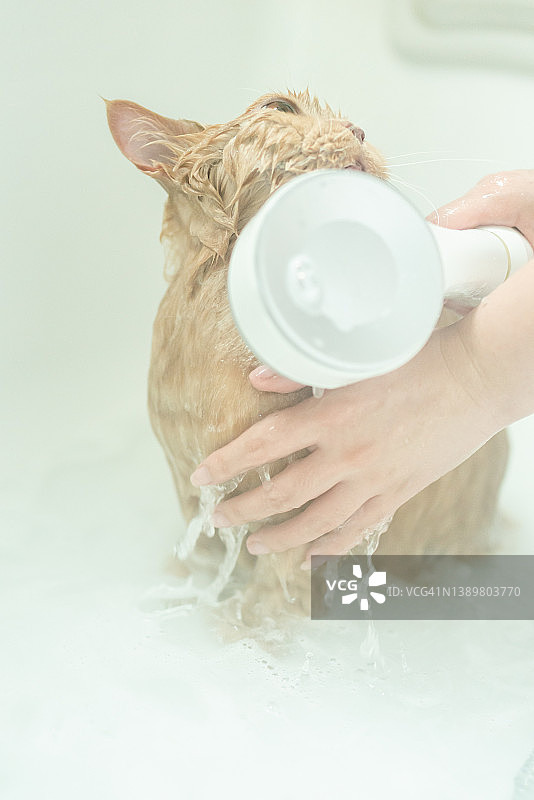 水平拍摄的一只小矮人猫正在洗澡，干净而潮湿图片素材
