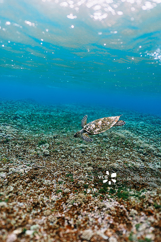 海龟在清澈的热带水域游泳，日本冲绳图片素材