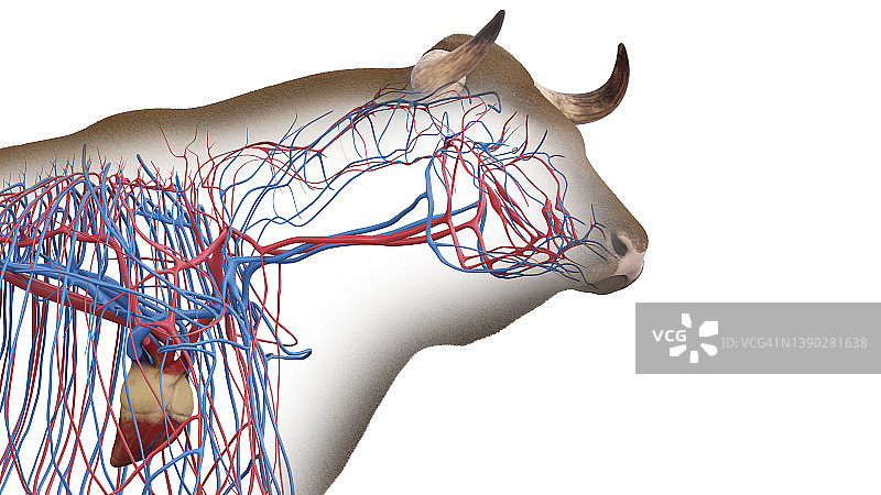 牛的血管系统，插图图片素材