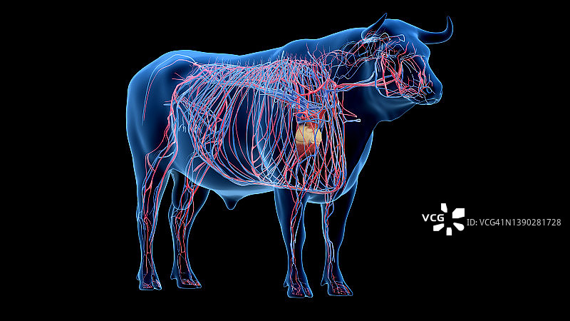 牛的血管系统，插图图片素材