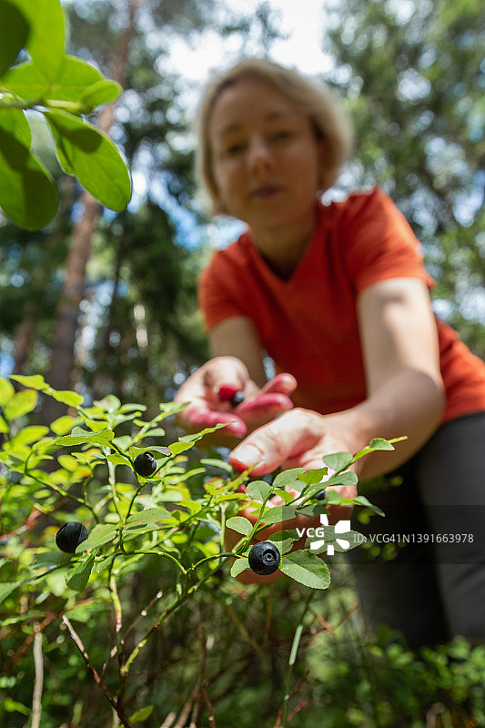 一名妇女在卡累利阿的自然公园森林中采摘野生浆果图片素材