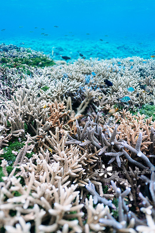 在清澈的热带泻湖水域的分支珊瑚的特写图片素材