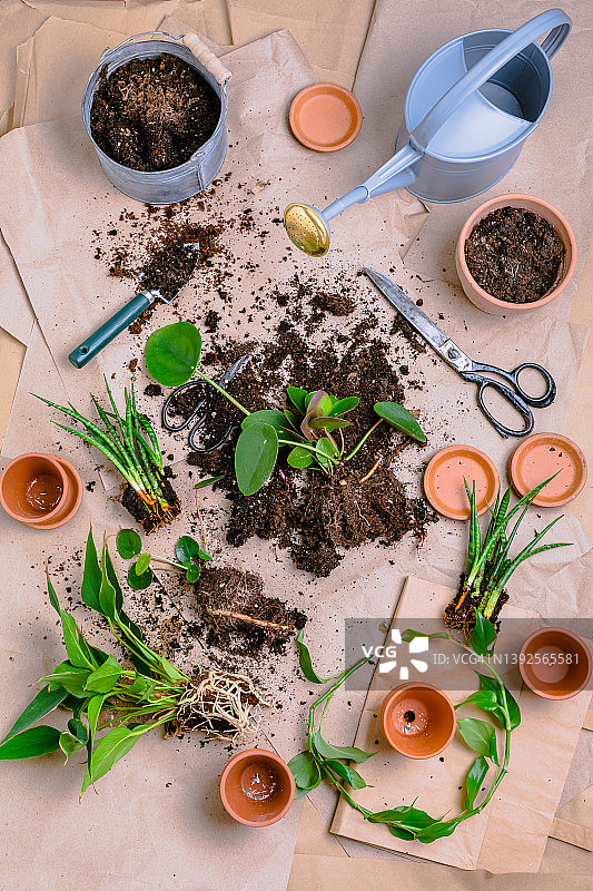 植物繁殖及移栽室内植物概念图片素材