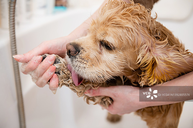 一只雌性的手正在用洗发水清洗一只西班牙猎犬的爪子。图片素材