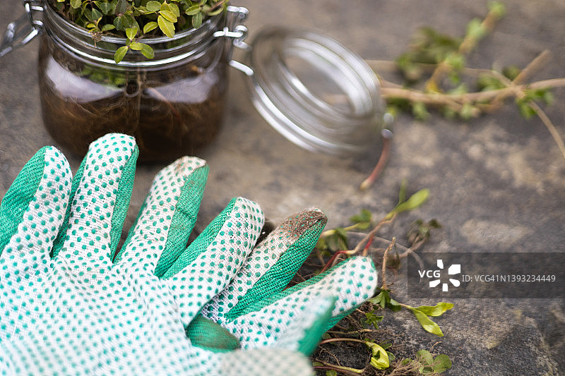 玻璃罐的志愿者植物从花园石板表面与园艺手套在前景图片素材