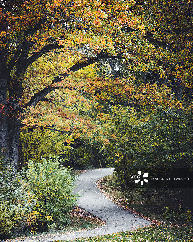 秋天的森林道路图片素材