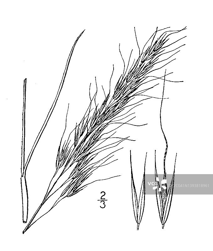 古植物学植物插图:翠鸟针、绿针图片素材