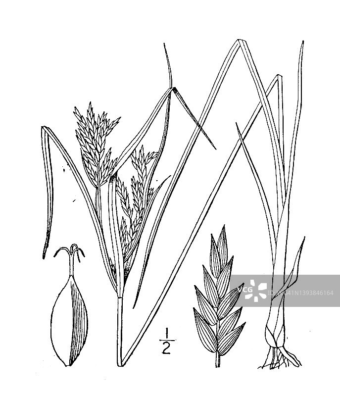 古植物学植物插图:施魏尼茨香附，施魏尼茨的香附图片素材