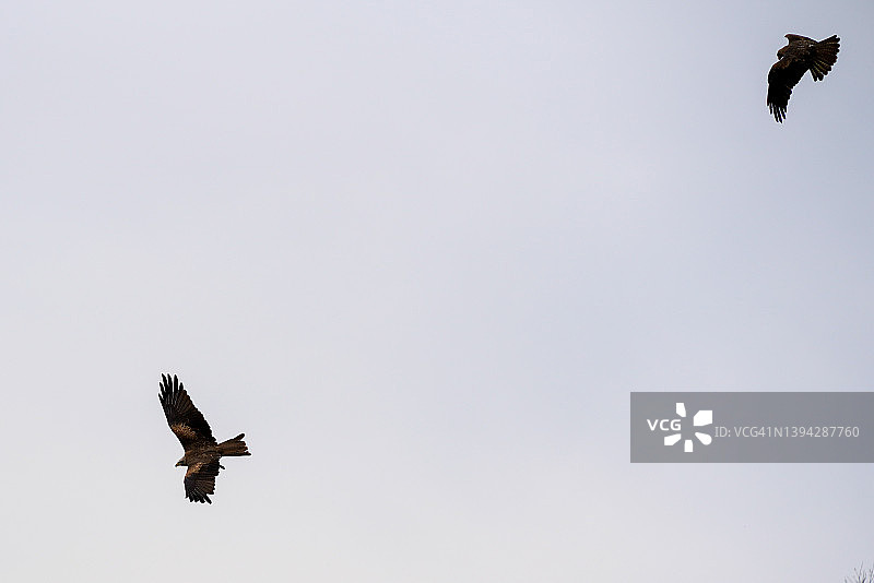一只鹰在空中高速翱翔，追逐猎物图片素材