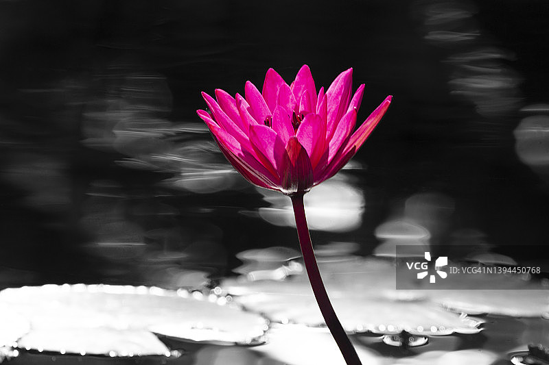粉红睡莲与黑色和白色的背景图片素材