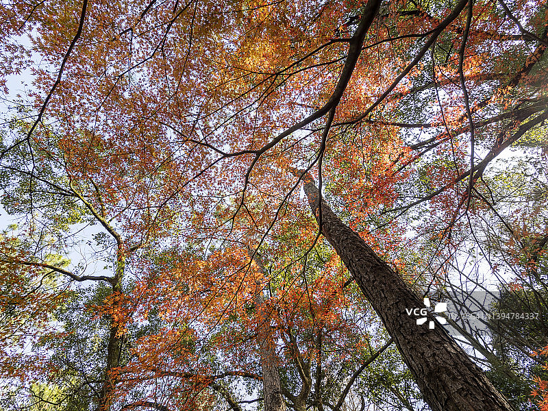 秋天艳丽的红枫形成的抽象图案图片素材