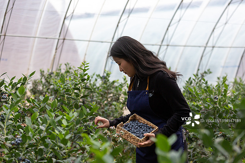 在温室收获水果的女工人图片素材