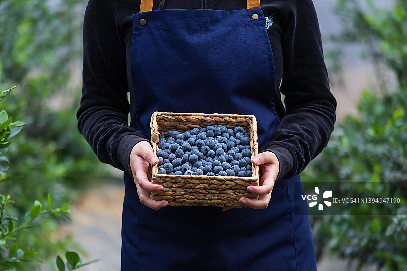 女工人拿着蓝莓在温室图片素材