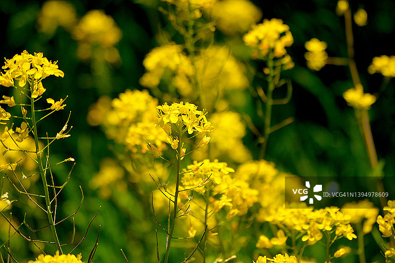 黄色的野花图片素材