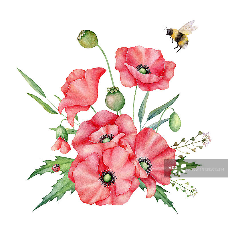 水彩红色罂粟花束，手绘花卉插图，红色野花孤立在白色背景。图片素材