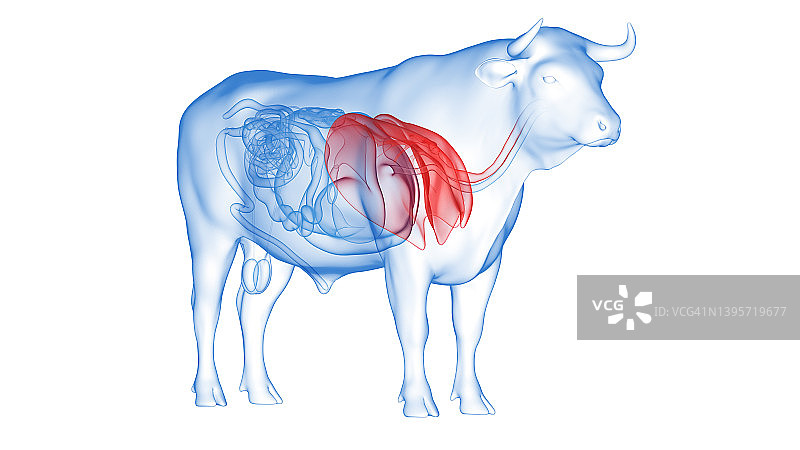 牛肺、插图图片素材