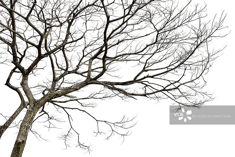一棵死树的小树枝孤立在白色背景上，剪切路径图片素材