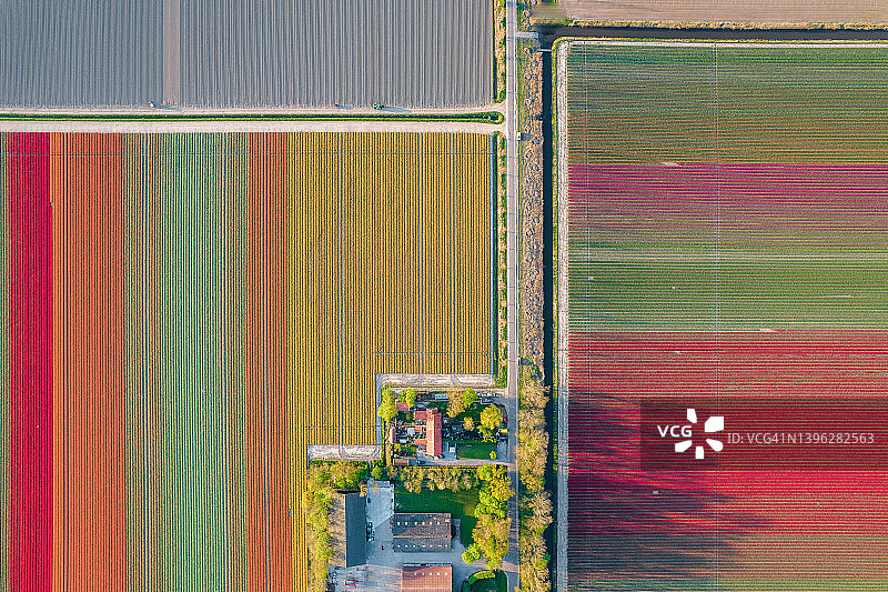 鸟瞰荷兰noordostpolder地区的郁金香田和农舍图片素材
