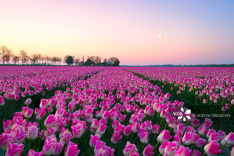 荷兰库肯霍夫，利瑟，日出时粉红色郁金香田的日出景观图片素材