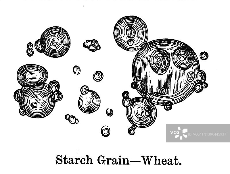 老雕刻的显微镜下淀粉粒-小麦视图图片素材