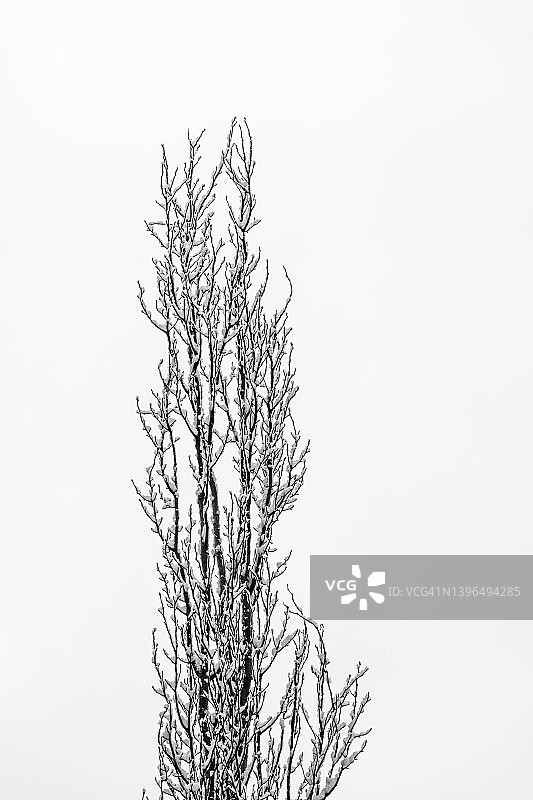 在阴沉沉的冬天早晨，树枝上覆盖着雪图片素材