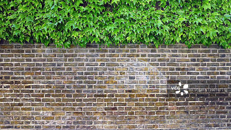 空风化黄灰色砖墙与常春藤在伦敦图片素材
