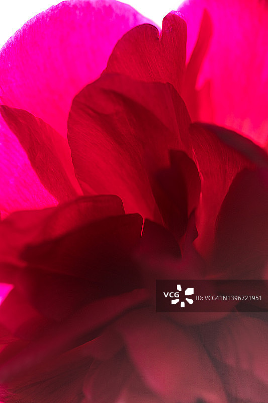粉红紫牡丹花背景。图片素材