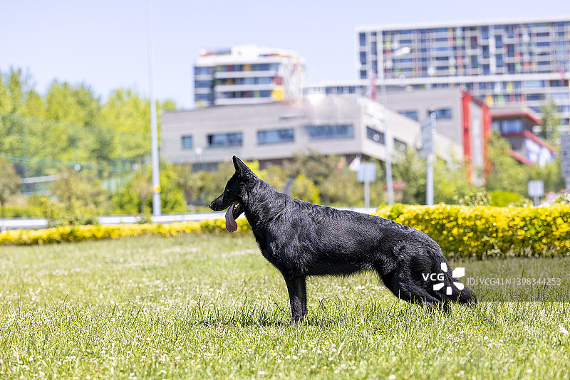 黑色德国牧羊犬坐在草地上图片素材