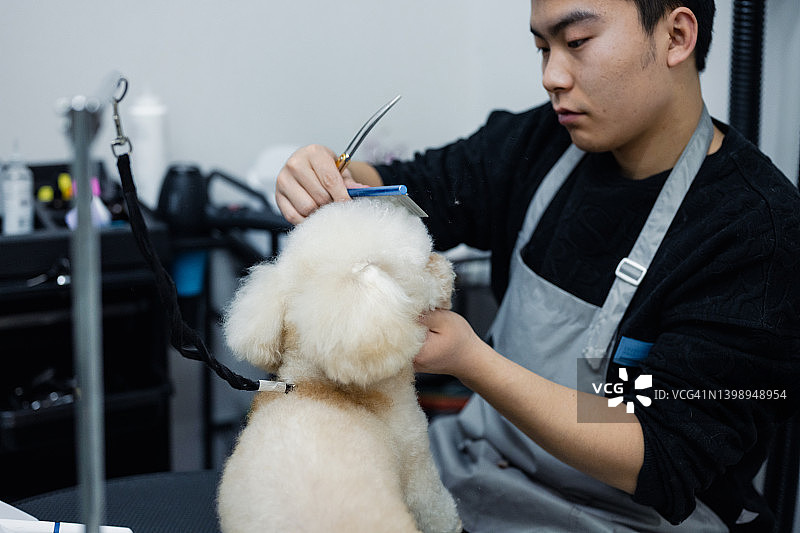 男性宠物美容师正在给狗狗理发图片素材