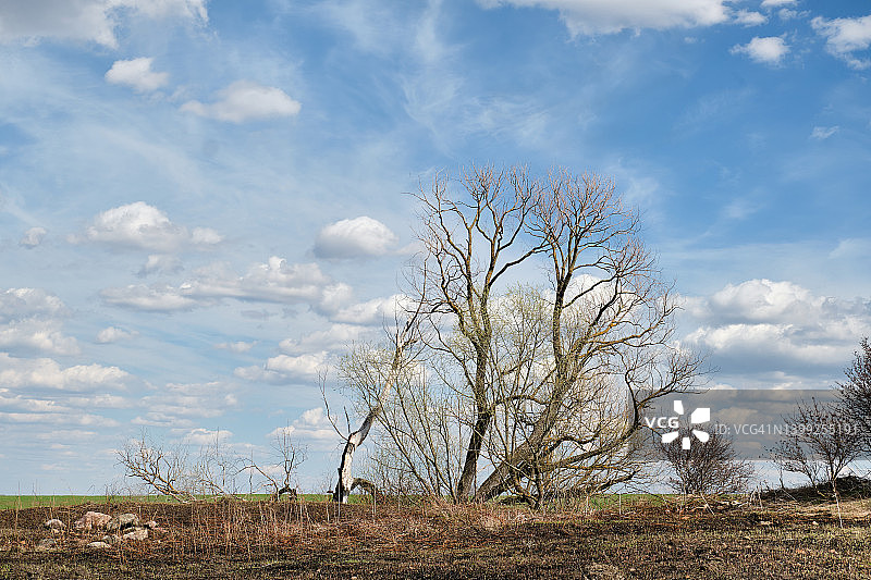 在蓝天白云的映衬下，白天一棵没有叶子的孤独干枯的树。图片素材