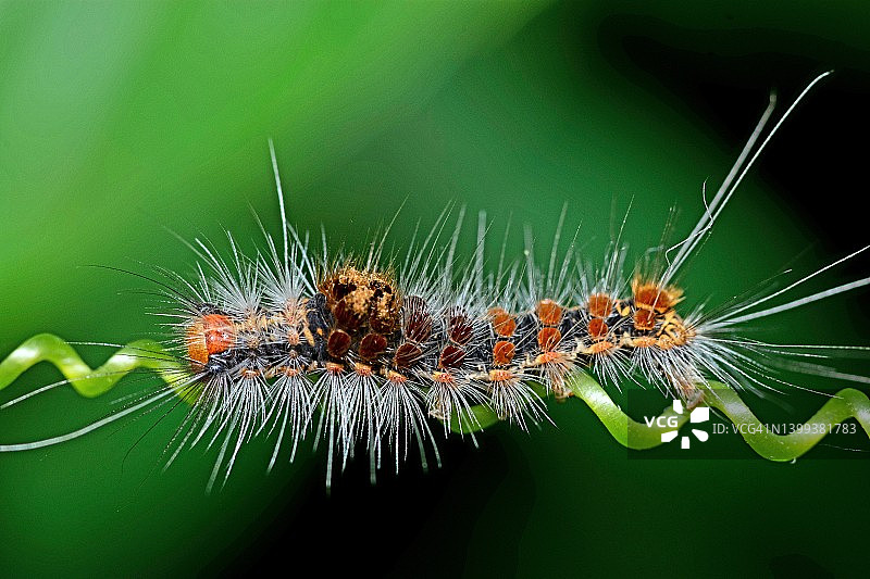 在螺旋藤上爬行的毛毛虫——动物行为。图片素材