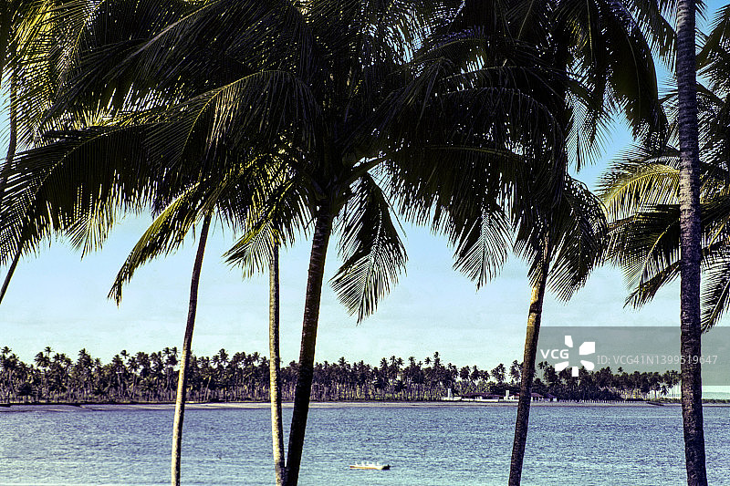 巴西、椰子树林图片素材