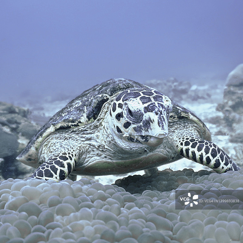 正在吃珊瑚礁的玳瑁海龟图片素材