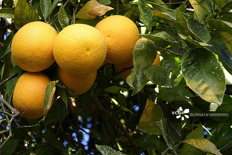 脐橙在树上成熟的特写图片素材