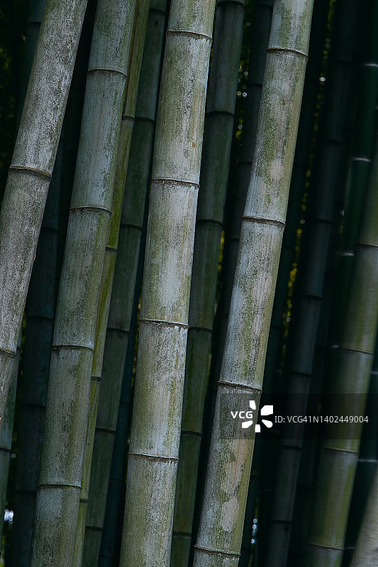 竹子的绿茎，特写。日本或中国的森林。图片素材