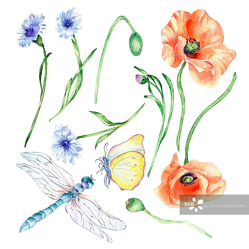 套草甸红花，昆虫水彩插图孤立图片素材